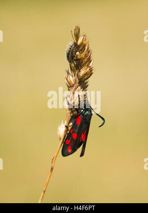 Six-spot Burnet Moth en été sur les South Downs, East Sussex, Angleterre Banque D'Images