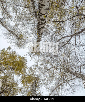 Une variété de bouleau couronne dans la forêt d'automne contre le ciel gris. Vue de dessous les arbres Banque D'Images