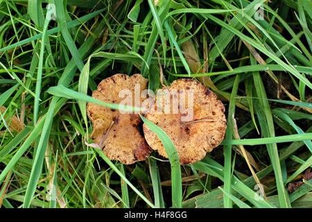 Toadstools Orange sauvage croissant dans un domaine verdoyant. Banque D'Images