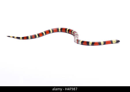 Snake Sinaloan, Lampropeltis triangulum sinaloae, Mexique Banque D'Images