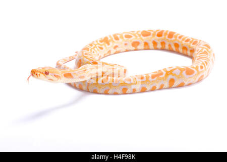 Python birman Python bivittatus albinos,, Banque D'Images