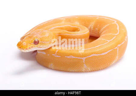Ball Python regius Python,, albino pinstripe Banque D'Images