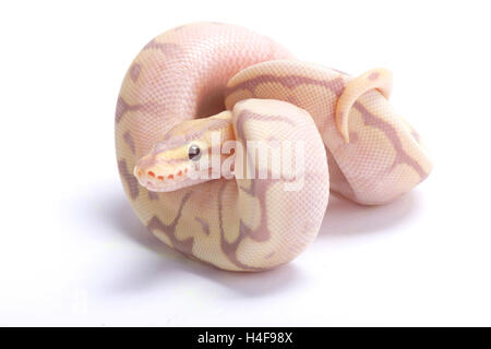 Ball python, Python regius, Banque D'Images