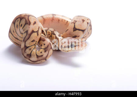 Ball python, Python regius, Banque D'Images