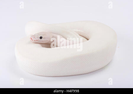 Ball Python Python regius, leucistic, Banque D'Images