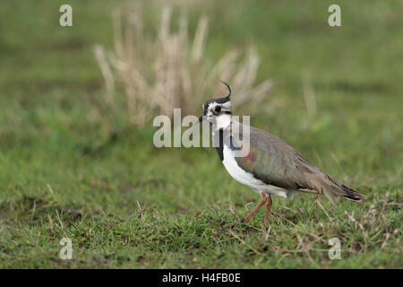 Le nord de sociable / Kiebitz Vanellus vanellus ( ), femelle adulte, court-crest, marchant sur les prairies humides, dans les environs. Banque D'Images