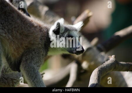 Lémurien Ringtailed (Lemur catta) jouant dans les branches considérées avec un arrière-plan. Banque D'Images