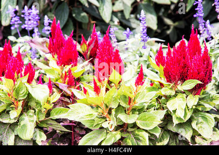 Beau rouge celosia spicata fleurs dans le jardin. Scène naturelles saisonnières. La beauté dans la nature. Banque D'Images