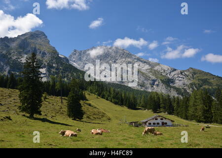 Berchtesgaden, Allemagne - le 23 août 2016 - Les Vaches en face de la montagne Watzmann avec ciel bleu Banque D'Images