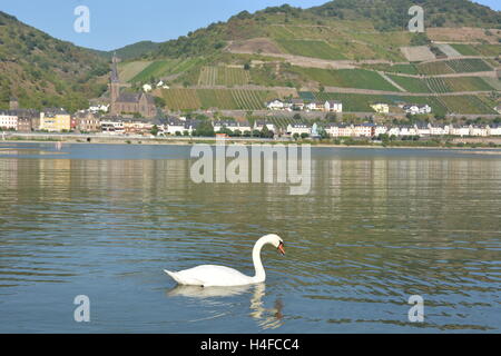 Lorchhausen, Allemagne - 16 septembre 2016 - Belle ville Lorchhausen au Rhin avec white swan Banque D'Images