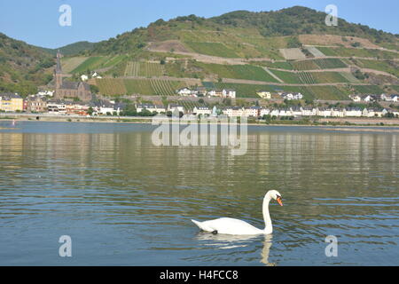 Lorchhausen, Allemagne - 16 septembre 2016 - Belle ville Lorchhausen au Rhin avec white swan Banque D'Images