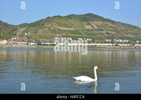 Lorchhausen, Allemagne - 16 septembre 2016 - Belle ville Lorchhausen au Rhin avec white swan Banque D'Images