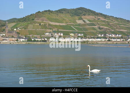 Lorchhausen, Allemagne - 16 septembre 2016 - Belle ville Lorchhausen au Rhin avec white swan Banque D'Images