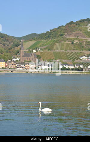 Lorchhausen, Allemagne - 16 septembre 2016 - Belle ville Lorchhausen au Rhin avec white swan Banque D'Images