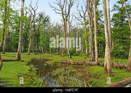 Ruisseau coule à travers la forêt de chêne mort. Parc national New Forest, en Angleterre. Banque D'Images