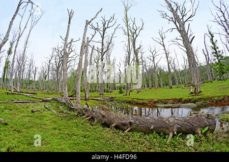 Ruisseau coule à travers la forêt de chêne mort. Parc national New Forest, en Angleterre. Banque D'Images