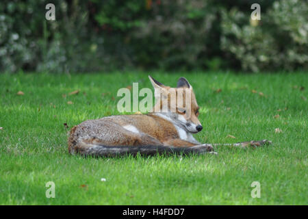 Le renard roux se détendre dans un jardin de Londres Banque D'Images