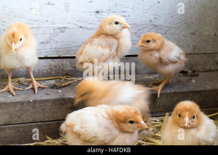 Les poulets de bébé, les poussins grandissent vite, peu de fluff balls, inspirée de la ferme Banque D'Images