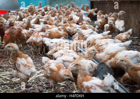 Les poulets de bébé, les poussins grandissent vite, peu de fluff balls, inspirée de la ferme Banque D'Images