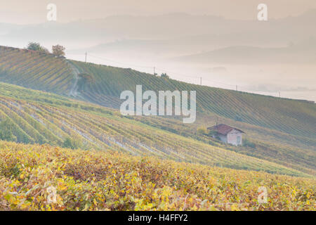 Brouillard à l'aube près de la Morra, Langhe, Cuneo, Piémont, Italie. Banque D'Images