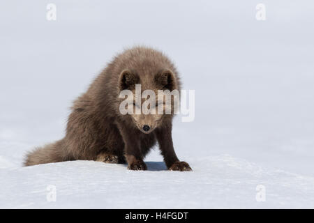 Le renard arctique bleu commandants assis dans la neige avec la tête vers le bas, une journée ensoleillée Banque D'Images