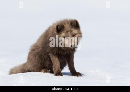 Le renard arctique bleu commandants assis dans la neige avec la tête vers le bas, sur une journée ensoleillée Banque D'Images