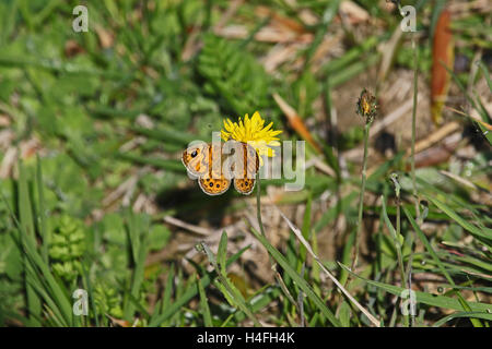 Wall brown butterfly nom Latin lasiommata megera se nourrissent d'une fleur jaune en Italie par Ruth Swan Banque D'Images