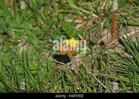 Wall brown butterfly nom Latin lasiommata megera se nourrissent d'une fleur jaune en Italie par Ruth Swan Banque D'Images