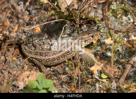 Jeune lézard sable (Lacerta agilis) la chasse de proies (une chenille) à Surrey, Angleterre Banque D'Images