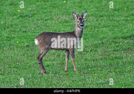 Re adultes buck dans le velours, encore en manteau d'hiver. Dorset, UK. Avril Banque D'Images