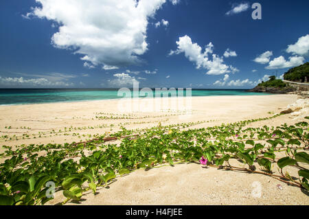 Pieds de chèvre en plage Point de crabe - Antigua, Antilles Banque D'Images