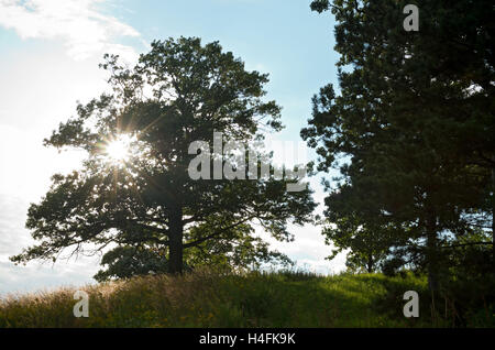 Pine Tree et sunburst par Burr oak tree dans la prairie dans le Minnesota chaska Banque D'Images