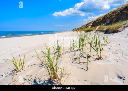 Sur l'herbe verte sur des dunes de sable magnifique plage à Bialogora village côtier, mer Baltique, Pologne Banque D'Images