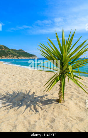 Vert petit palmier sur le sable et la mer bleu de Capo Boi, plage, Sardaigne, île, Italie Banque D'Images