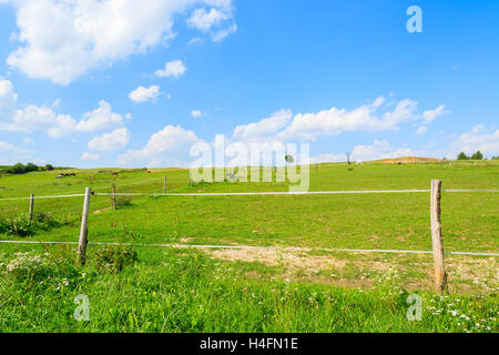 Clôture sur un pré pour chevaux dans le paysage estival de Pologne Banque D'Images