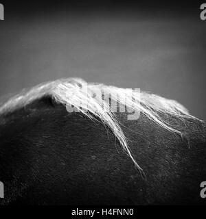 Crin de cheval,close up noir et blanc Banque D'Images