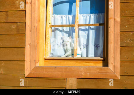 Chat blanc dans la fenêtre d'une maison de montagne en bois dans la région de Zakopane, Hautes Tatras, Pologne Banque D'Images