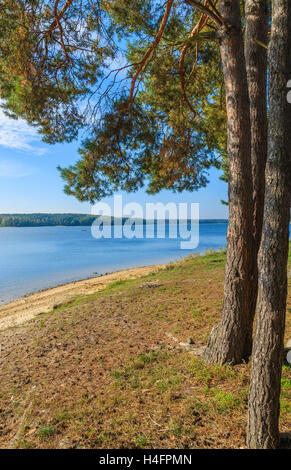 Pins sur le rivage de lac Chancza, Pologne Banque D'Images