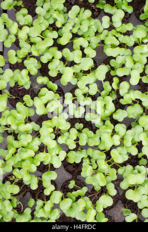 Grappe de bébé vert plantes, inspirée de la ferme Banque D'Images