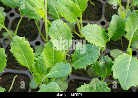 Greffes de bébé vert, chou frisé, inspiré de l'alimentation avec des gouttes de pluie Banque D'Images