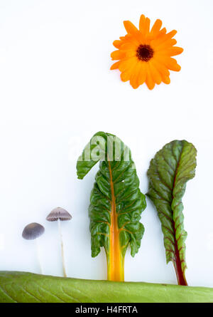 Le monde du rêve de fées Chard, champignons, salade et une fleur de calendula pour faire un portrait d'un monde alimentaire, inspirée de la ferme Banque D'Images