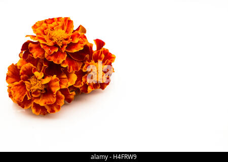 Marigold comestibles fleurs pétales rouges et orange, inspirée de la ferme Banque D'Images