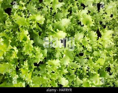 Plante verte frisée prêt pour la transplantation, inspirée de la ferme