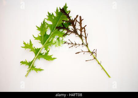 Les feuilles de moutarde dans une forme de triangle, inspirée de la ferme Banque D'Images