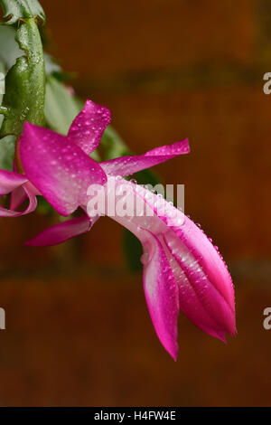 Gros plan sur une fleur de mai (Schlumbergera truncata) couvertes de gouttes d'eau, contre un arrière-plan rouge, vue latérale et sélectif f Banque D'Images