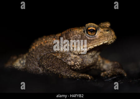 Les juvéniles crapaud commun (Bufo bufo) sur fond noir. La nuit des amphibiens connus sur le bois brûlé, avec yeux lumineux visible Banque D'Images