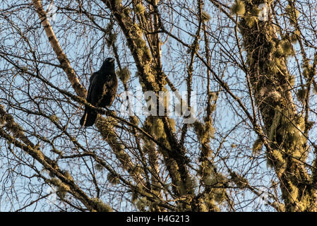Un corbeau (Corvus corone) perchées dans un arbre Banque D'Images