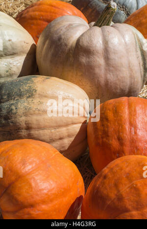 Champ de citrouilles Banque D'Images