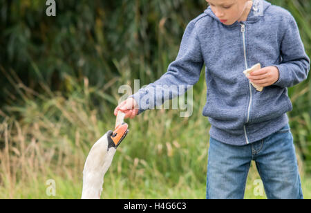 Melton Mowbray, Leicestershire, UK 15 octobre 2016. Les espèces sauvages en country park Crédit : © Clifford Norton/Alamy Live News Banque D'Images