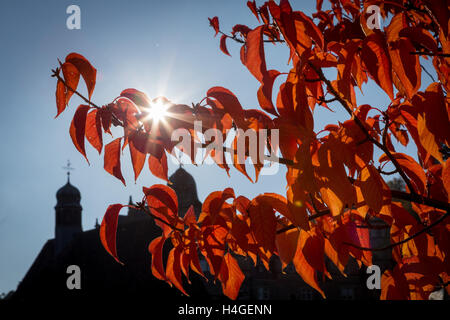 Hamelin-pyrmont, Allemagne. 16 Oct, 2016. Feuilles d'automne de couleur rouge peut être vu en face de Hamelschenburg dans Caslte Emmerthal dans la région de Hamelin-pyrmont, Allemagne, 16 octobre 2016. Le château se trouve dans la région de la Weser Uplands entre Hameln et Bad Pyrmont et appartient à la renaissance de la Weser. PHOTO : FRISO GENTSCH/dpa/Alamy Live News Banque D'Images